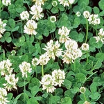 White Dutch Clover Cover Crop Seeds Non-gmo Heirloom Fresh Flower. Fixed Price $60.00.