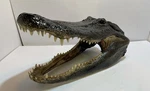 Real American Alligator Head From 9 Foot Louisiana 16-17. Fixed Price $125.00.