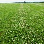 Dutch White Seeds - For 2026 Planting Lush Lawn Cover Landscape. Fixed Price $26.00.