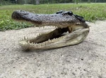 Xl American Alligator Head 10-11 Genuine Louisiana. Fixed Price $34.99.
