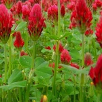 Crimson Clover Cover Crop Seeds Non-gmo Heirloom Garden. Fixed Price $60.00.
