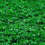 Alfalfa Cover Crop Seeds Non-gmo Fresh Heirloom Garden. Fixed Price $60.00.