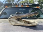 American Alligator Head 5-7 Inches Genuine Documentation Included. Fixed Price $17.99.