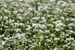 Buckwheat Seeds, Cover Crop, Fast Growing, Soil Health Improver, Free Shipping. Fixed Price $44.99.